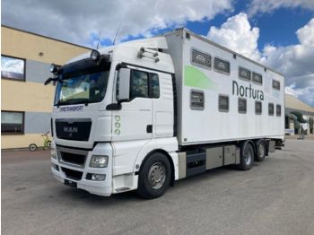 شاحنة نقل المواشي MAN TGX 26.540 + FULL AIR + 2 FLOOR BOX
