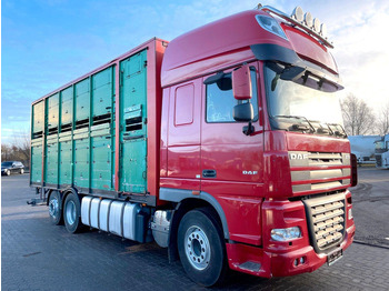 شاحنة نقل المواشي DAF XF 105 460