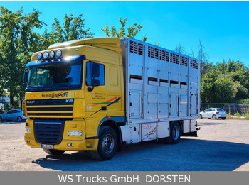 شاحنة نقل المواشي DAF XF