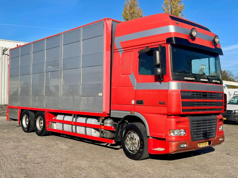 DAF XF 95.430 BERDEX 3 decks. Water, fans, Scales! Excellent condition. - شاحنة نقل المواشي: صورة 5 DAF XF 95.430 BERDEX 3 decks. Water, fans, Scales! Excellent condition. - شاحنة نقل المواشي: صورة 5