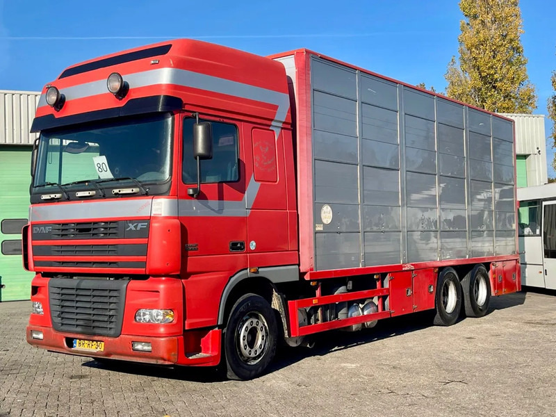 DAF XF 95.430 BERDEX 3 decks. Water, fans, Scales! Excellent condition. - شاحنة نقل المواشي: صورة 1 DAF XF 95.430 BERDEX 3 decks. Water, fans, Scales! Excellent condition. - شاحنة نقل المواشي: صورة 1