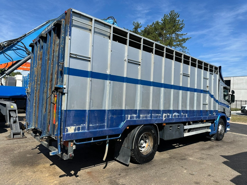 Scania P310 4x2 LIVESTOCK / VEEWAGEN / TIERTRANSPORT / BETAILLERE - ALU BOX 7m - MANUAL - A/C - BELGIAN TRUCK - شاحنة نقل المواشي: صورة 5 Scania P310 4x2 LIVESTOCK / VEEWAGEN / TIERTRANSPORT / BETAILLERE - ALU BOX 7m - MANUAL - A/C - BELGIAN TRUCK - شاحنة نقل المواشي: صورة 5