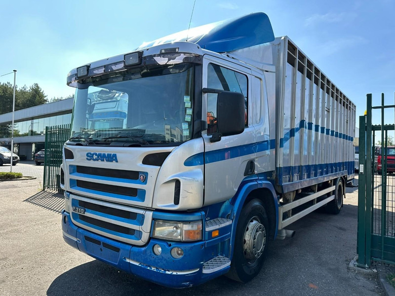 Scania P310 4x2 LIVESTOCK / VEEWAGEN / TIERTRANSPORT / BETAILLERE - ALU BOX 7m - MANUAL - A/C - BELGIAN TRUCK - شاحنة نقل المواشي: صورة 3 Scania P310 4x2 LIVESTOCK / VEEWAGEN / TIERTRANSPORT / BETAILLERE - ALU BOX 7m - MANUAL - A/C - BELGIAN TRUCK - شاحنة نقل المواشي: صورة 3