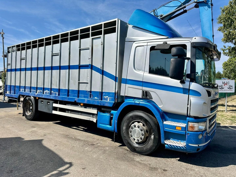 Scania P310 4x2 LIVESTOCK / VEEWAGEN / TIERTRANSPORT / BETAILLERE - ALU BOX 7m - MANUAL - A/C - BELGIAN TRUCK - شاحنة نقل المواشي: صورة 1 Scania P310 4x2 LIVESTOCK / VEEWAGEN / TIERTRANSPORT / BETAILLERE - ALU BOX 7m - MANUAL - A/C - BELGIAN TRUCK - شاحنة نقل المواشي: صورة 1