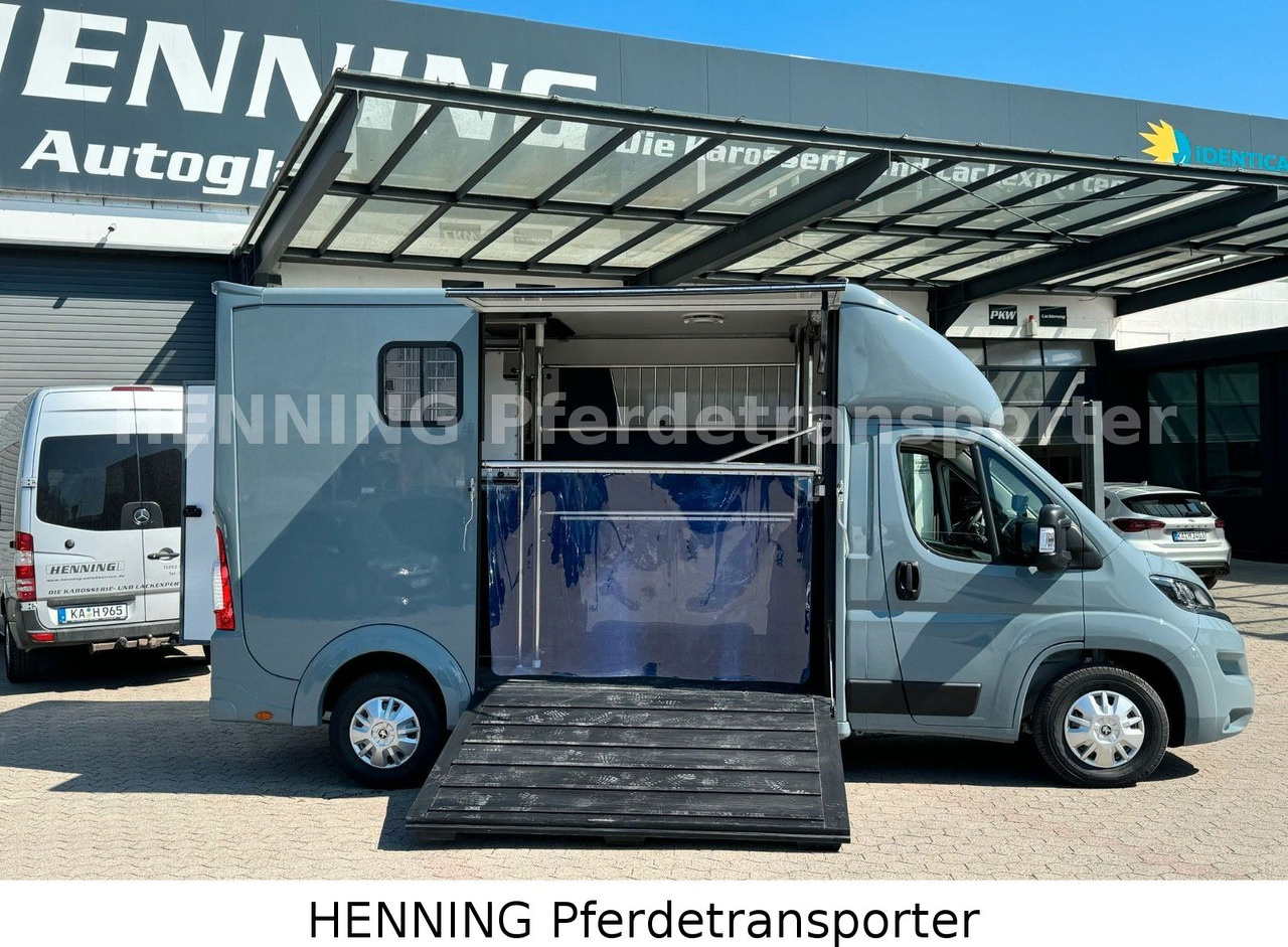 Peugeot Boxer 3-Sitzer *NEUWAGEN* 1000 KG NUTZLAST - شاحنة نقل خيل: صورة 4 Peugeot Boxer 3-Sitzer *NEUWAGEN* 1000 KG NUTZLAST - شاحنة نقل خيل: صورة 4