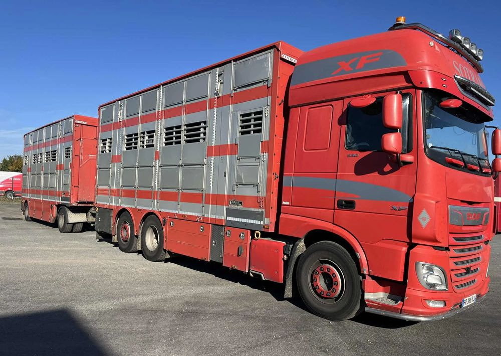DAF XF 530 + Przyczepa Pezzaoli - 3X Trzoda, 2 X Bydło I 3 poziomy I Podnoszony dach I Hydroburta I Osie Skrętne I Poidła I Wentylatory I Pilot Manualny | - شاحنة نقل المواشي: صورة 2 DAF XF 530 + Przyczepa Pezzaoli - 3X Trzoda, 2 X Bydło I 3 poziomy I Podnoszony dach I Hydroburta I Osie Skrętne I Poidła I Wentylatory I Pilot Manualny | - شاحنة نقل المواشي: صورة 2