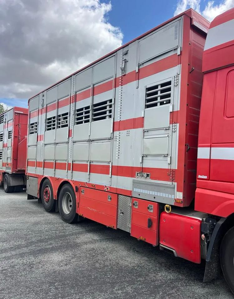 DAF XF 530 + Przyczepa Pezzaoli - 3X Trzoda, 2 X Bydło I 3 poziomy I Podnoszony dach I Hydroburta I Osie Skrętne I Poidła I Wentylatory I Pilot Manualny | - شاحنة نقل المواشي: صورة 3 DAF XF 530 + Przyczepa Pezzaoli - 3X Trzoda, 2 X Bydło I 3 poziomy I Podnoszony dach I Hydroburta I Osie Skrętne I Poidła I Wentylatory I Pilot Manualny | - شاحنة نقل المواشي: صورة 3