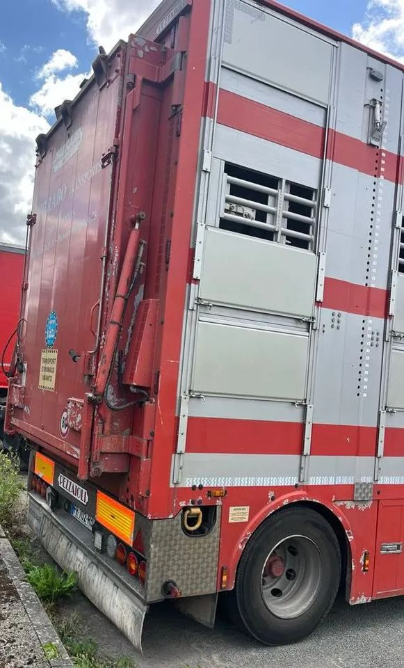 DAF XF 530 + Przyczepa Pezzaoli - 3X Trzoda, 2 X Bydło I 3 poziomy I Podnoszony dach I Hydroburta I Osie Skrętne I Poidła I Wentylatory I Pilot Manualny | - شاحنة نقل المواشي: صورة 5 DAF XF 530 + Przyczepa Pezzaoli - 3X Trzoda, 2 X Bydło I 3 poziomy I Podnoszony dach I Hydroburta I Osie Skrętne I Poidła I Wentylatory I Pilot Manualny | - شاحنة نقل المواشي: صورة 5