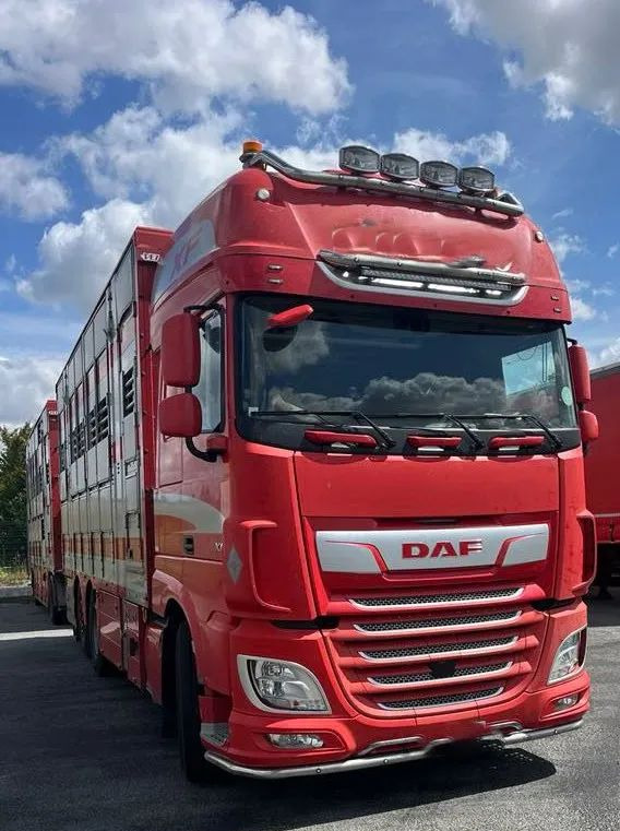 DAF XF 530 + Przyczepa Pezzaoli - 3X Trzoda, 2 X Bydło I 3 poziomy I Podnoszony dach I Hydroburta I Osie Skrętne I Poidła I Wentylatory I Pilot Manualny | - شاحنة نقل المواشي: صورة 1 DAF XF 530 + Przyczepa Pezzaoli - 3X Trzoda, 2 X Bydło I 3 poziomy I Podnoszony dach I Hydroburta I Osie Skrętne I Poidła I Wentylatory I Pilot Manualny | - شاحنة نقل المواشي: صورة 1