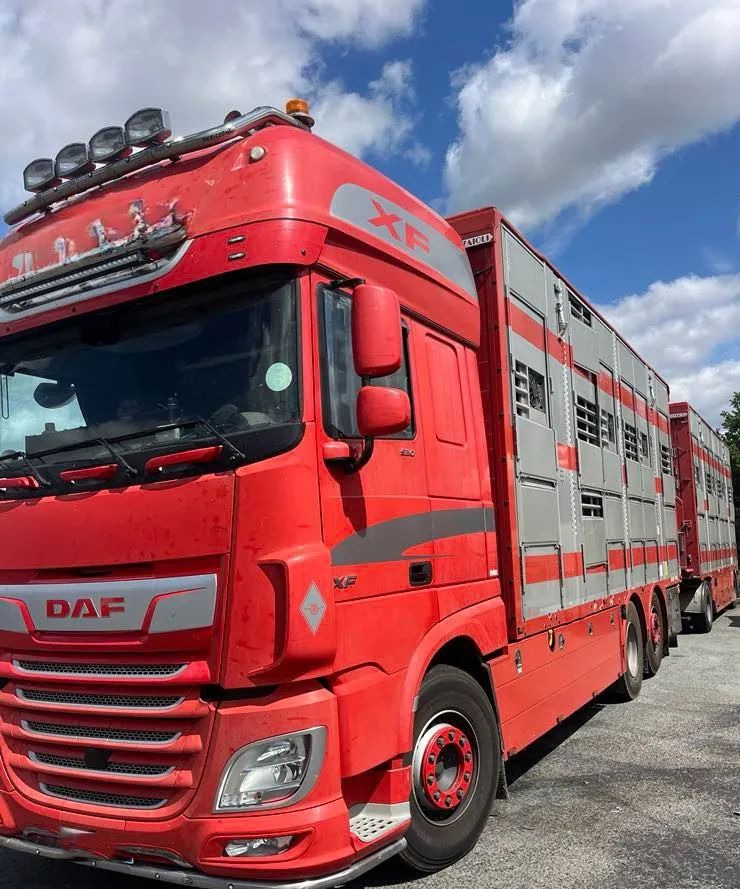 DAF XF 530 + Przyczepa Pezzaoli - 3X Trzoda, 2 X Bydło I 3 poziomy I Podnoszony dach I Hydroburta I Osie Skrętne I Poidła I Wentylatory I Pilot Manualny | - شاحنة نقل المواشي: صورة 2 DAF XF 530 + Przyczepa Pezzaoli - 3X Trzoda, 2 X Bydło I 3 poziomy I Podnoszony dach I Hydroburta I Osie Skrętne I Poidła I Wentylatory I Pilot Manualny | - شاحنة نقل المواشي: صورة 2