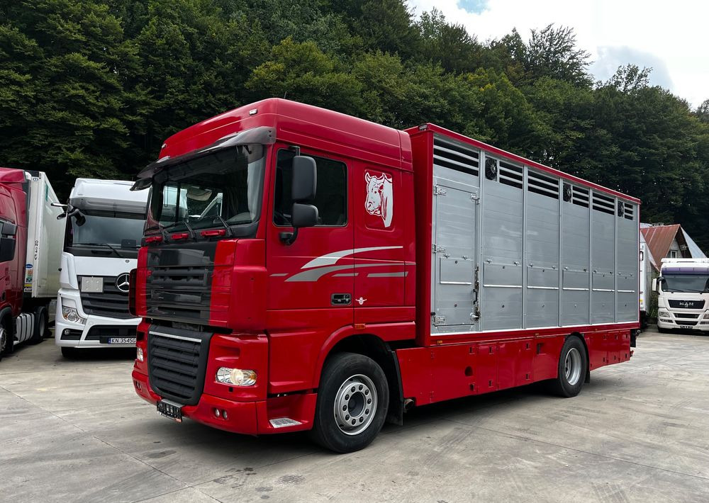 DAF XF 105.460 Euro 5 // Manual // Retarder // Do Żywca / Bydła / Zwierząt / - شاحنة نقل المواشي: صورة 1 DAF XF 105.460 Euro 5 // Manual // Retarder // Do Żywca / Bydła / Zwierząt / - شاحنة نقل المواشي: صورة 1