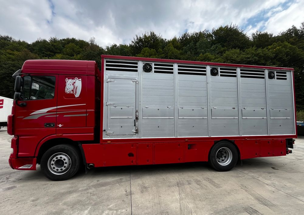 DAF XF 105.460 Euro 5 // Manual // Retarder // Do Żywca / Bydła / Zwierząt / - شاحنة نقل المواشي: صورة 5 DAF XF 105.460 Euro 5 // Manual // Retarder // Do Żywca / Bydła / Zwierząt / - شاحنة نقل المواشي: صورة 5