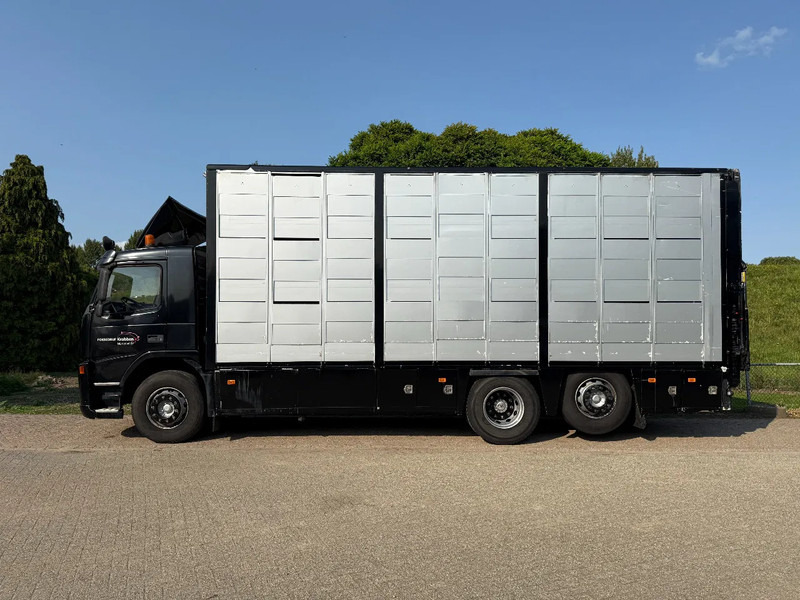 Volvo FM 300 Livestock Cuppers 3 laags 6x2 - شاحنة نقل المواشي: صورة 4 Volvo FM 300 Livestock Cuppers 3 laags 6x2 - شاحنة نقل المواشي: صورة 4
