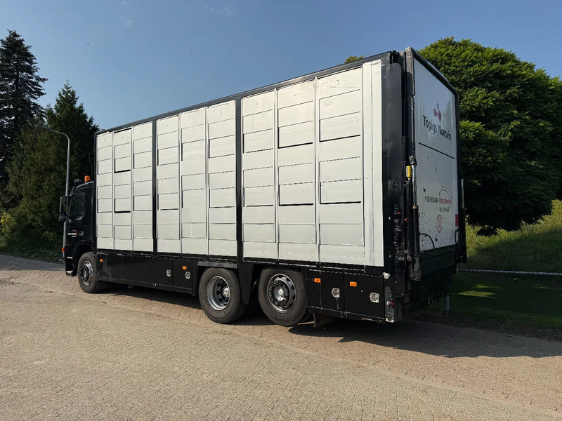 Volvo FM 300 Livestock Cuppers 3 laags 6x2 - شاحنة نقل المواشي: صورة 5 Volvo FM 300 Livestock Cuppers 3 laags 6x2 - شاحنة نقل المواشي: صورة 5