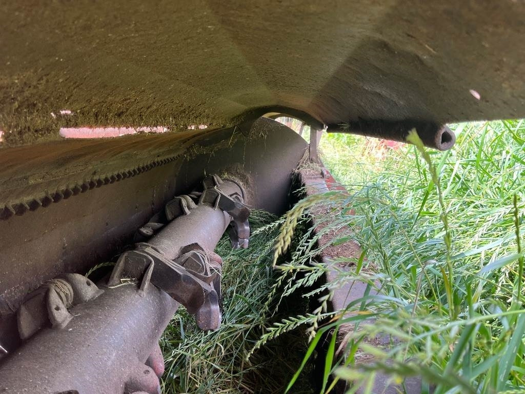 Maschio Gemella - التقطيع جزازة: صورة 5 Maschio Gemella - التقطيع جزازة: صورة 5