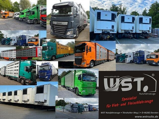 نصف مقطورة مُبرِّدة Schmitz Cargobull SKO 24 Kühlauflieger Vector 1550 Strom/Diesel: صورة 18