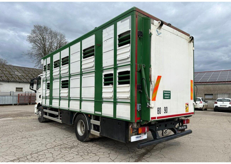 MAN TGM 15.290 Livestock Double Deck - شاحنة نقل المواشي: صورة 5 MAN TGM 15.290 Livestock Double Deck - شاحنة نقل المواشي: صورة 5