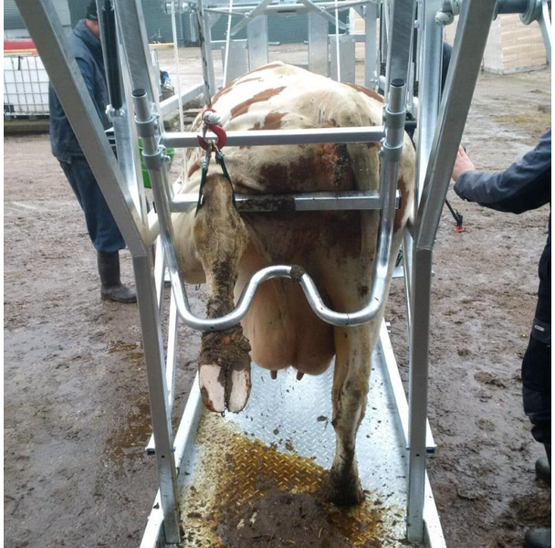 جديدة معدات الثروة الحيوانية Klauwbekapbox Type L: صورة 6 جديدة معدات الثروة الحيوانية Klauwbekapbox Type L: صورة 6