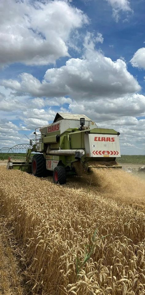 Claas MEGA 218 - حصادة موحَّدة: صورة 5 Claas MEGA 218 - حصادة موحَّدة: صورة 5